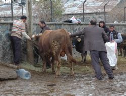 Kurbanlık pazarını birbirine kattı
